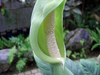Alocasia macrorrhiza SCHOTT